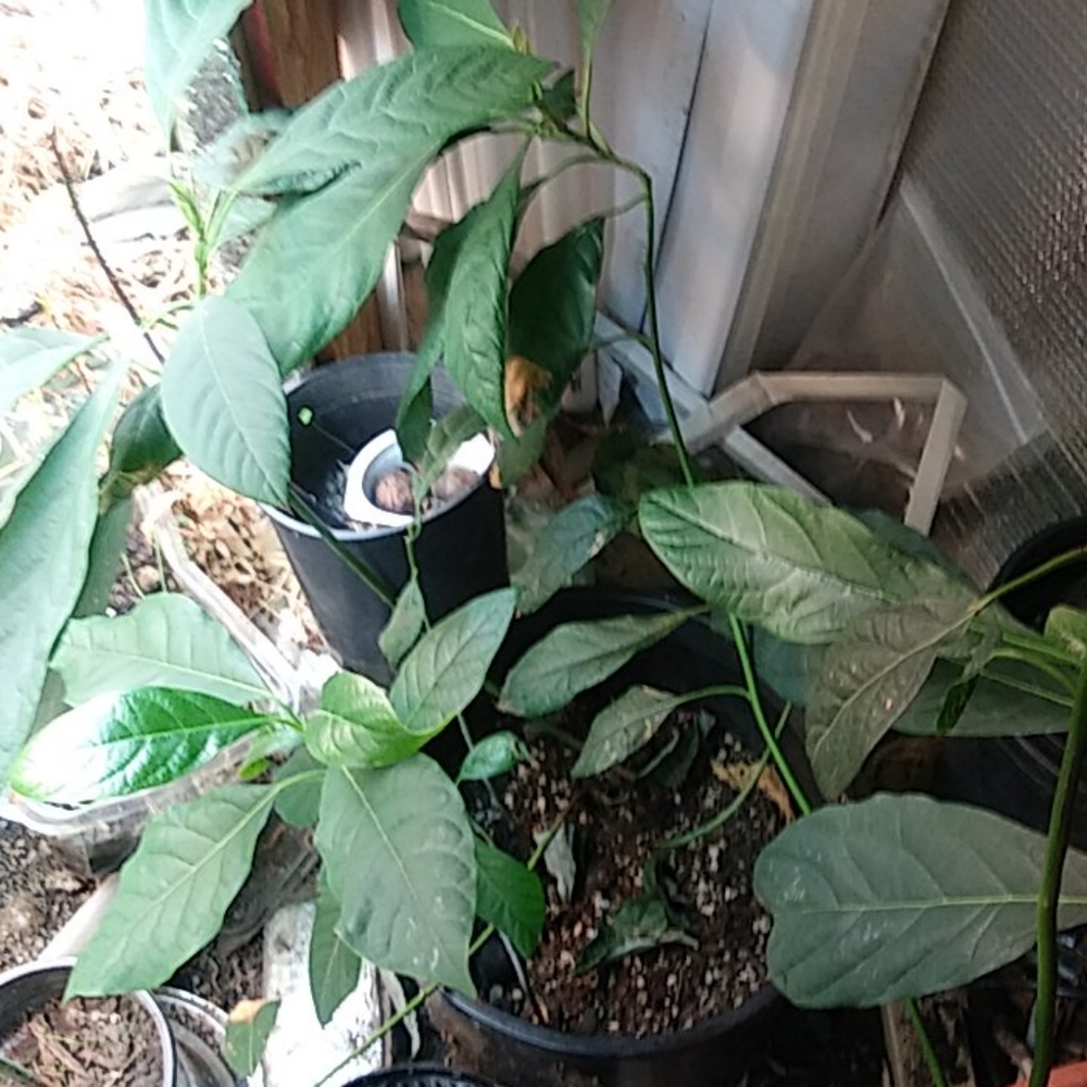 Avocado - Picture 5 of 10